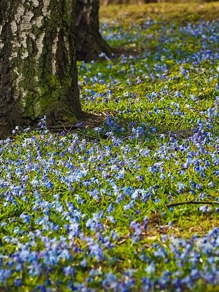 Spring statement for dentists